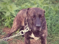 cane corso italian mastiff